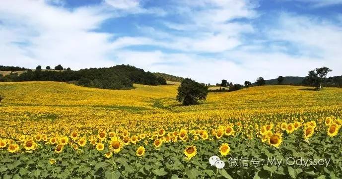 sunflower_10