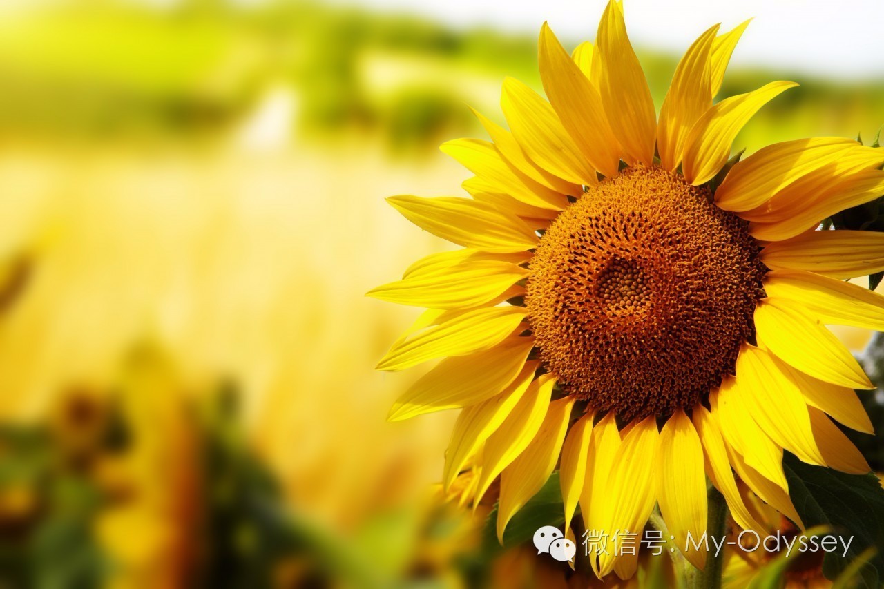 sunflower_11