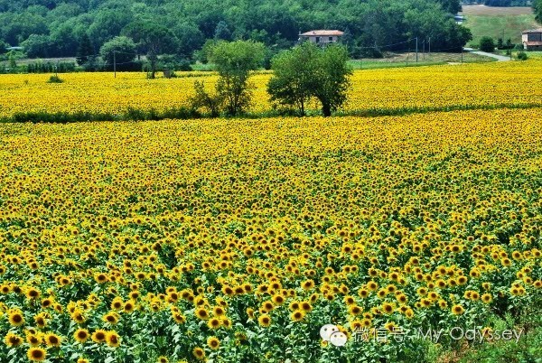 sunflower_14