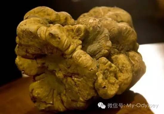 白松露-只有上帝才知道的芬芳